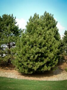 Сосна Чёрная (Pinus Nigra) купить по цене от 270.00р. в интернет-магазине «Посадика» с доставкой почтой в в Колае и по всей России – [изображение №1].