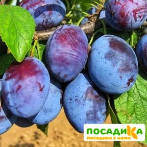 Слива Чачакская ранняя купить по цене от 229.00р. в интернет-магазине «Посадика» с доставкой почтой в в Колае и по всей России – [изображение №1].