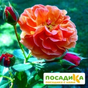 Роза Арабия купить по цене от 350.00р. в интернет-магазине «Посадика» с доставкой почтой в в Колае и по всей России – [изображение №1].