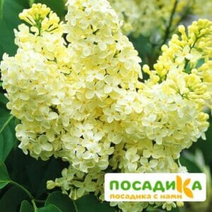 Сирень Примроуз (Primrose) купить по цене от 529.00р. в интернет-магазине «Посадика» с доставкой почтой в в Колае и по всей России – [изображение №1].