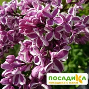 Сирень Сенсация купить по цене от 529.00р. в интернет-магазине «Посадика» с доставкой почтой в в Колае и по всей России – [изображение №1].