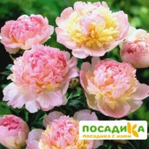 Пион Распберри Сандей (Paeonia Raspberry Sundae) купить по цене от 959р. в интернет-магазине «Посадика» с доставкой почтой в в Колае и по всей России – [изображение №1].