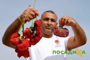 Клубника Гигант Джорнея купить по цене от 266р. в интернет-магазине «Посадика» с доставкой почтой в в Колае и по всей России – [изображение №1].