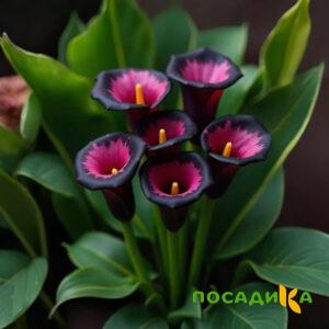 Калла Аура Лейс купить по цене от 400р. в интернет-магазине «Посадика» с доставкой почтой в в Колае и по всей России – [изображение №1].