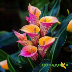 Калла Оникс купить по цене от 450р. в интернет-магазине «Посадика» с доставкой почтой в в Колае и по всей России – [изображение №1].