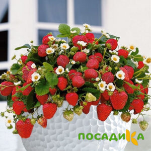 Клубника Рубиновый Шепот (горшечная) купить по цене от 240р. в интернет-магазине «Посадика» с доставкой почтой в в Колае и по всей России – [изображение №1].