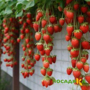 Клубника вьющаяся Комплимент купить по цене от 470р. в интернет-магазине «Посадика» с доставкой почтой в в Колае и по всей России – [изображение №1].