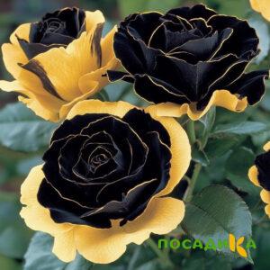 Роза Ханни Сикл купить по цене от 700р. в интернет-магазине «Посадика» с доставкой почтой в в Колае и по всей России – [изображение №1].
