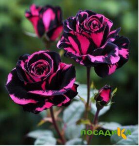 Роза Багровый Шепот купить по цене от 366р. в интернет-магазине «Посадика» с доставкой почтой в в Колае и по всей России – [изображение №1].