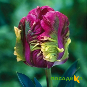 Тюльпан Экзотик Хэвен купить по цене от 186р. в интернет-магазине «Посадика» с доставкой почтой в в Колае и по всей России – [изображение №1].