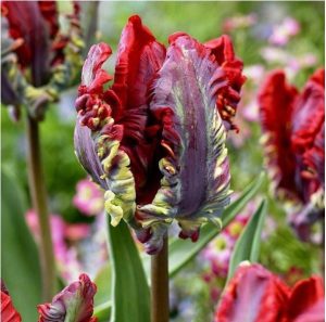 Тюльпан Рококо купить по цене от 350р. в интернет-магазине «Посадика» с доставкой почтой в в Колае и по всей России – [изображение №1].