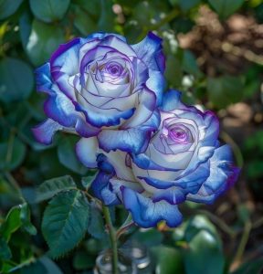 Роза Пэтолз Хоуп купить по цене от 333р. в интернет-магазине «Посадика» с доставкой почтой в в Колае и по всей России – [изображение №1].