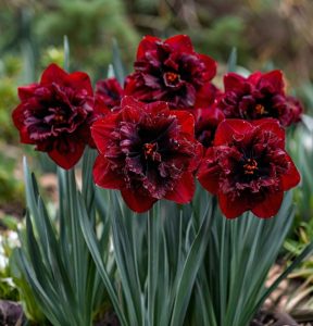 Нарцисс Сапфировый Бриз купить по цене от 3000р. в интернет-магазине «Посадика» с доставкой почтой в в Колае и по всей России – [изображение №1].