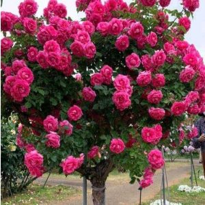 Роза Версаля купить по цене от 232р. в интернет-магазине «Посадика» с доставкой почтой в в Колае и по всей России – [изображение №1].