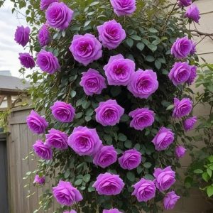 Роза Мистик Уайт купить по цене от 620р. в интернет-магазине «Посадика» с доставкой почтой в в Колае и по всей России – [изображение №1].