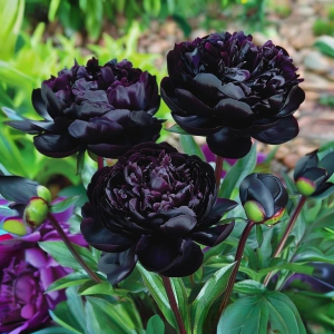 Пион Королевский Бархат купить по цене от 419р. в интернет-магазине «Посадика» с доставкой почтой в в Колае и по всей России – [изображение №1].