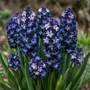 Гиацинт Блум Клауд купить по цене от 2099р. в интернет-магазине «Посадика» с доставкой почтой в в Колае и по всей России – [изображение №1].