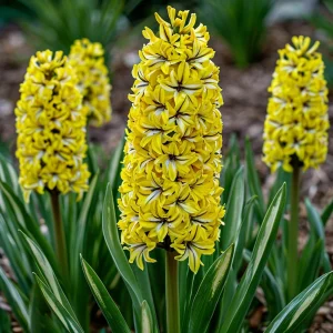 Гиацинт Сансет Голд купить по цене от 2099р. в интернет-магазине «Посадика» с доставкой почтой в в Колае и по всей России – [изображение №1].