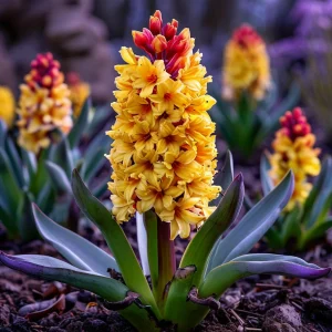 Гиацинт Миднайт Мистери купить по цене от 2099р. в интернет-магазине «Посадика» с доставкой почтой в в Колае и по всей России – [изображение №1].