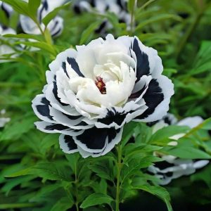 Пион Монохромный Шик купить по цене от 429р. в интернет-магазине «Посадика» с доставкой почтой в в Колае и по всей России – [изображение №1].