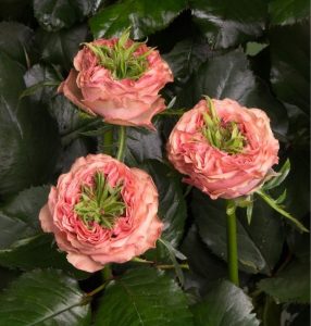 Роза Амбер Инчант купить по цене от 495р. в интернет-магазине «Посадика» с доставкой почтой в в Колае и по всей России – [изображение №1].