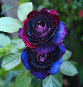 Роза Скарлет Рэвери купить по цене от 489р. в интернет-магазине «Посадика» с доставкой почтой в в Колае и по всей России – [изображение №1].