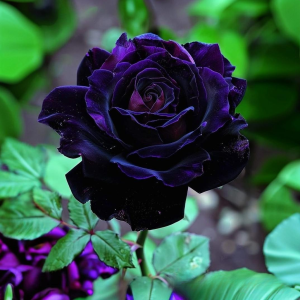 Роза Блэк Пантер купить по цене от 319р. в интернет-магазине «Посадика» с доставкой почтой в в Колае и по всей России – [изображение №1].
