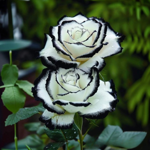 Роза Силк Ивин купить по цене от 319р. в интернет-магазине «Посадика» с доставкой почтой в в Колае и по всей России – [изображение №1].