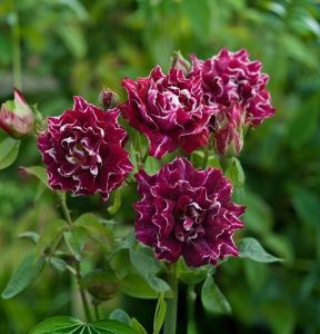 Роза Опаловый Пейзаж купить по цене от 490р. в интернет-магазине «Посадика» с доставкой почтой в в Колае и по всей России – [изображение №1].