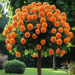 Роза Солнечный Шарм купить по цене от 349р. в интернет-магазине «Посадика» с доставкой почтой в в Колае и по всей России – [изображение №1].