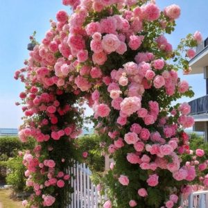 Роза Пастель Розе купить по цене от 605р. в интернет-магазине «Посадика» с доставкой почтой в в Колае и по всей России – [изображение №1].