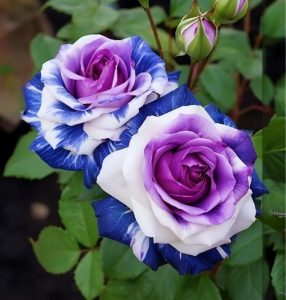 Роза Айвори Каскад купить по цене от 420р. в интернет-магазине «Посадика» с доставкой почтой в в Колае и по всей России – [изображение №1].