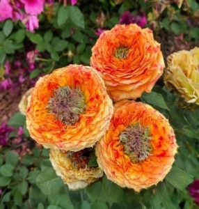 Роза Золотой Мираж купить по цене от 420р. в интернет-магазине «Посадика» с доставкой почтой в в Колае и по всей России – [изображение №1].