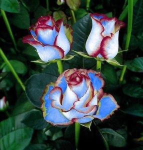 Роза Сафайер Пэтл купить по цене от 450р. в интернет-магазине «Посадика» с доставкой почтой в в Колае и по всей России – [изображение №1].