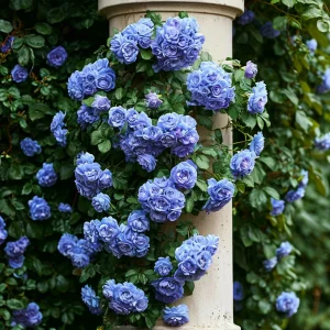 Роза плетистая Блю Перпл купить по цене от 540р. в интернет-магазине «Посадика» с доставкой почтой в в Колае и по всей России – [изображение №1].